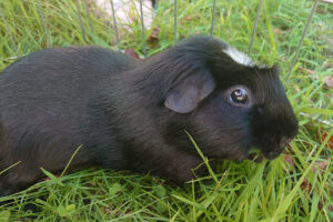 Meerschweinchenhilfe Pulheim – Pulheim
