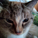 IG Katzenschutz Leipzig e.V. – Leipzig