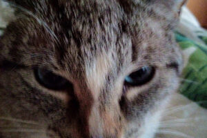 IG Katzenschutz Leipzig e.V. – Leipzig