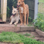 Tierheim Leygrafenhof - Bedburg-Hau 3 AF1QipMoayQnq6xa 0Bh47NZAzIy3X0gJ41pXa83MPow408 h725 k no