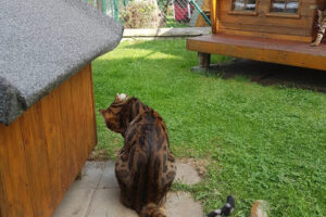 Ehrenamtliche Katzenhilfe Landkreis Cham e.V. – Traitsching