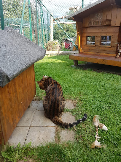 Ehrenamtliche Katzenhilfe Landkreis Cham e.V. - Traitsching 1 AF1QipNHh7cvUi2eoyOSLbF 7so6Pvrlecl3sM6x19ebw408 h544 k no