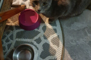 Tierheim Erlangen – Erlangen