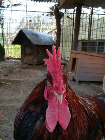 Tierheim Osnabrück - Osnabrück 1 AF1QipNVDVnGUlam3PeQ QyQOMBWRMbD693IIMSGFitXw408 h544 k no