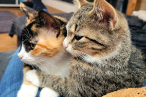 Julias Tierheim in Ahaus – Ahaus