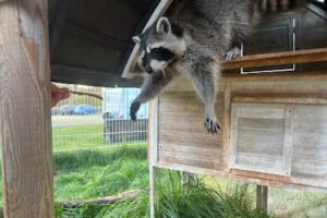 Arche KaNaum – Stiftung für Tierschutz – Bad Arolsen