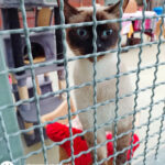 Tierheim Wilhelmshaven – Wilhelmshaven