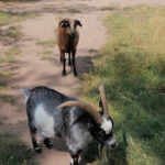 Ein Heim für Tiere Dessau und Umgebung e.V. – Dessau-Roßlau