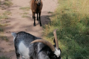 Ein Heim für Tiere Dessau und Umgebung e.V. – Dessau-Roßlau