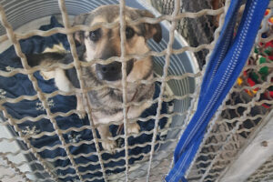 Tierheim Witten-Wetter-Herdecke e.V. – Witten