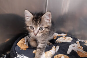 Tierherberge Offenburg – Offenburg