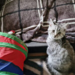 Tierheim Limburg-Staffel – Limburg an der Lahn