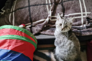 Tierheim Limburg-Staffel – Limburg an der Lahn