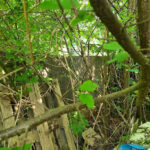 Pechpfoten e.V. Wuppertal – Wuppertal