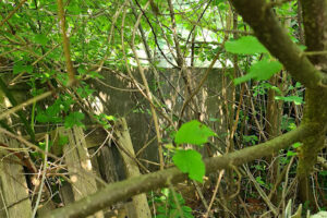 Pechpfoten e.V. Wuppertal – Wuppertal