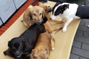 Tierschutzverein und Hundeauffangstation Pro Vita Animale e.V. - Essen 9 Tierschutzverein und Hundeauffangstation Pro Vita Animale e.V. – Essen