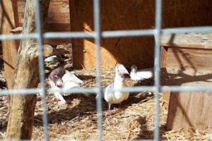 Tierschutzverein Tierheim Lichtenfels – Lichtenfels