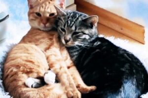 Tierschutzverein Gunzenhausen und Umgebung e.V. – Gunzenhausen