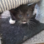 Tiere in Not e.V. – Bochum