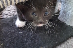 Tiere in Not e.V. – Bochum