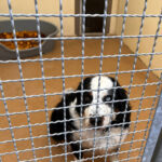 Tierheim Tierschutzverein Lübbecke u. Umgebung e.V. - Lübbecke 6 AF1QipOkgwiMvbt Iy0dNCiDACKimZRvp UfeNZIfw0tw408 h550 k no