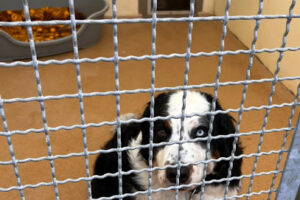 Tierheim Tierschutzverein Lübbecke u. Umgebung e.V. – Lübbecke