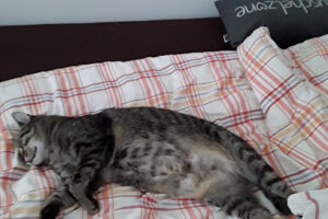 Tierschutzverein Rothenburg u. Umgebung – Neusitz