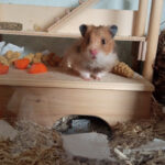 AF1QipPG8XcYqqEgAGa95OzP6BBEP9 2wdXkeWzWr7ISw426 h240 k no