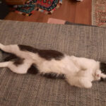 Tierheim Kitzingen – Kitzingen