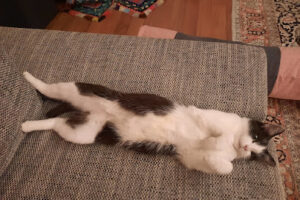 Tierheim Kitzingen – Kitzingen