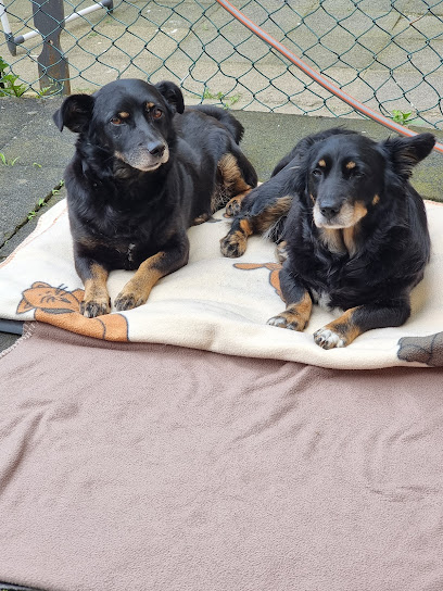 Tierheim Wermelskirchen - Wermelskirchen 1 AF1QipPXmNnOQmUu4Le1wEy5aUWPOnzLBGoNY 7br3zuw408 h544 k no