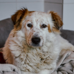 Menschen für Tiere e.V. / Tierheim Köln-Ostheim – Köln
