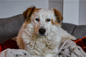 Menschen für Tiere e.V. / Tierheim Köln-Ostheim – Köln