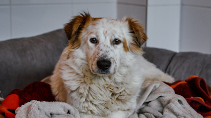 Menschen für Tiere e.V. / Tierheim Köln-Ostheim - Köln 1 AF1QipPkv1fbmHWTQyLC FACM0aMAhpnb4Ypedafslww425 h240 k no