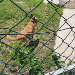Tierheim Laage Neue Chancen für Tiere in Not e.V. – Laage
