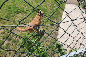 Tierheim Laage Neue Chancen für Tiere in Not e.V. – Laage