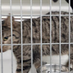 Tierheim Rote Erde – Neuenkirchen