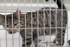 Tierheim Rote Erde - Neuenkirchen 16 Tierheim Rote Erde – Neuenkirchen