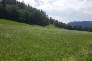 Tierschutzverein Bad Tölz e.V. – Bad Tölz