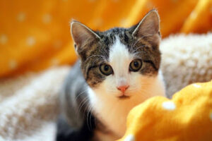 Tierheim Brilon – Brilon