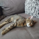 Tierschutzverein Frankenberg/Sa. e.V. – Frankenberg/Sa.