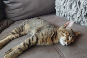 Tierschutzverein Frankenberg/Sa. e.V. - Frankenberg/Sa. 8 Tierschutzverein Frankenberg/Sa. e.V. – Frankenberg/Sa.