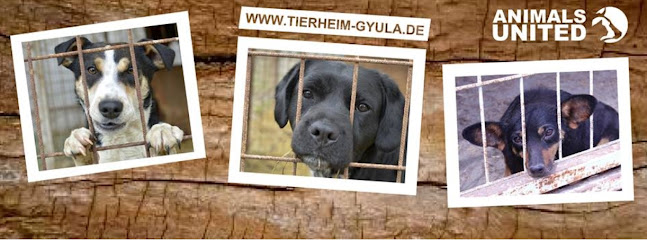 ANIMALS UNITED e.V. - München 1 AF1QipNf iwWjfYNfuRASwxirsMao9au1cQ3V29ThDBkw647 h240 k no