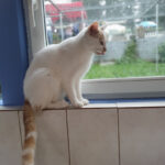 Tierheim Oberstmuhl – Idar-Oberstein