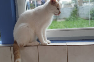 Tierheim Oberstmuhl – Idar-Oberstein