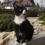 Tierschutzverein Gera und Umgebung e.V. – Gera