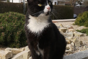 Tierschutzverein Gera und Umgebung e.V. – Gera