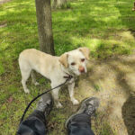 Tierschutzhof – Dickel