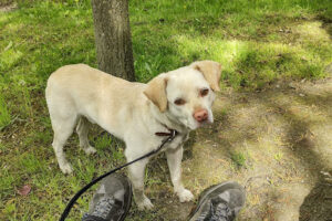 Tierschutzhof – Dickel