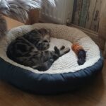 Natur-und-Pferdehilfe zur Selbsthilfe e.V. – Lütjenholm